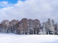 Winterlicher Waldrand nahe dem Seiserhof